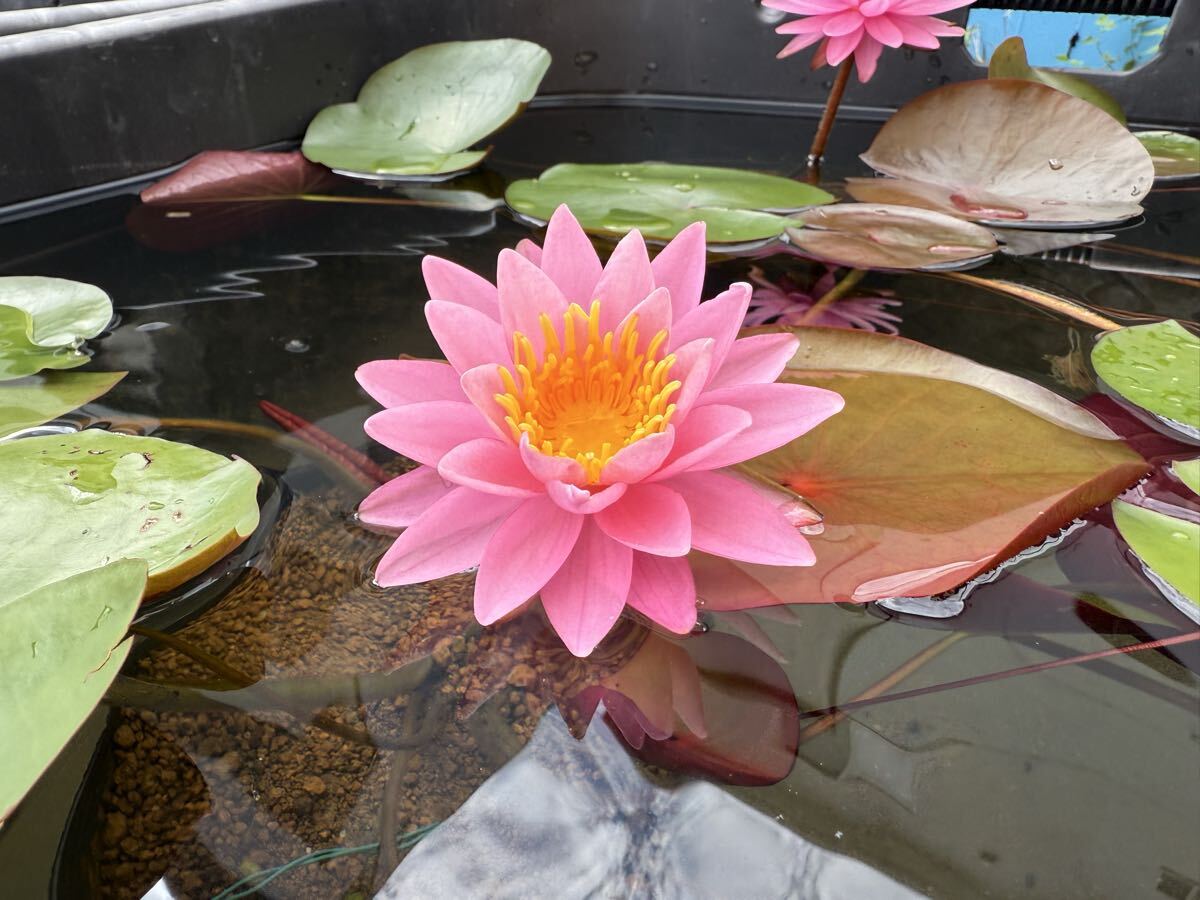 【Kazuのメダカ睡蓮ビオトープ】睡蓮農園オリジナル睡蓮 選抜落ち苗Sss 1株 耐寒性睡蓮 6拍卖