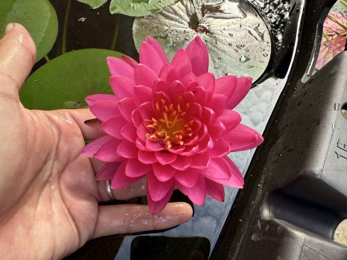 【Kazuのメダカ睡蓮ビオトープ】睡蓮農園オリジナル睡蓮 選抜落ち苗Nnn 1株 耐寒性睡蓮 6拍卖