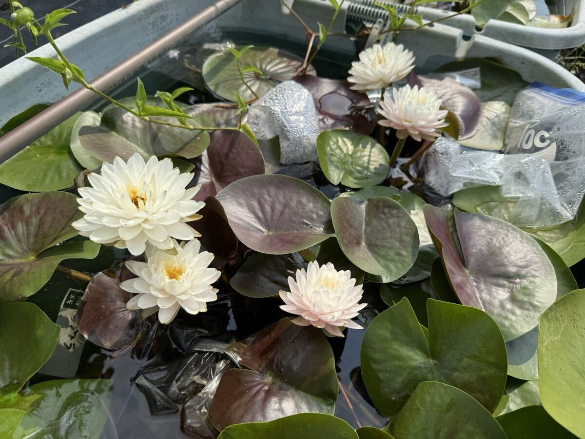 【Kazuのメダカ睡蓮ビオトープ】スウィート・エンジェル 1株 耐寒性睡蓮 スイレン 8拍卖