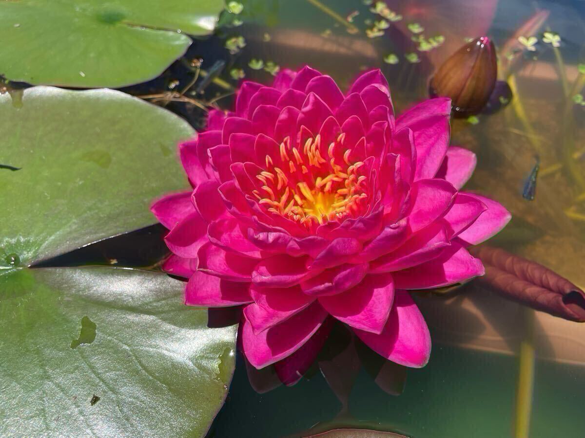 【Kazuのメダカ睡蓮ビオトープ】ワリンダー 1株 耐寒性睡蓮 12拍卖