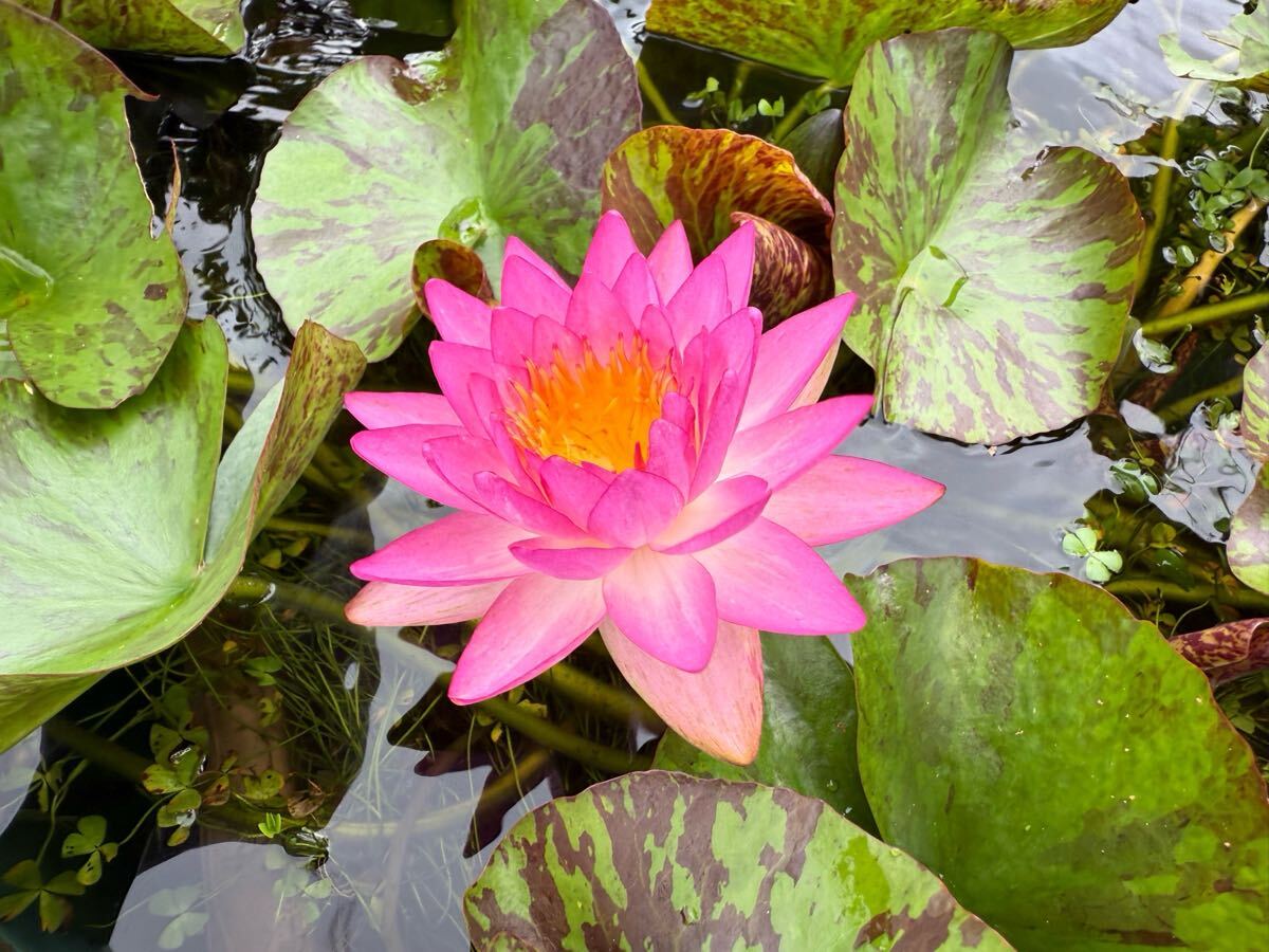 【Kazuのメダカ睡蓮ビオトープ】スマニー・グナカセム 開花苗1株 亜属間交配種拍卖