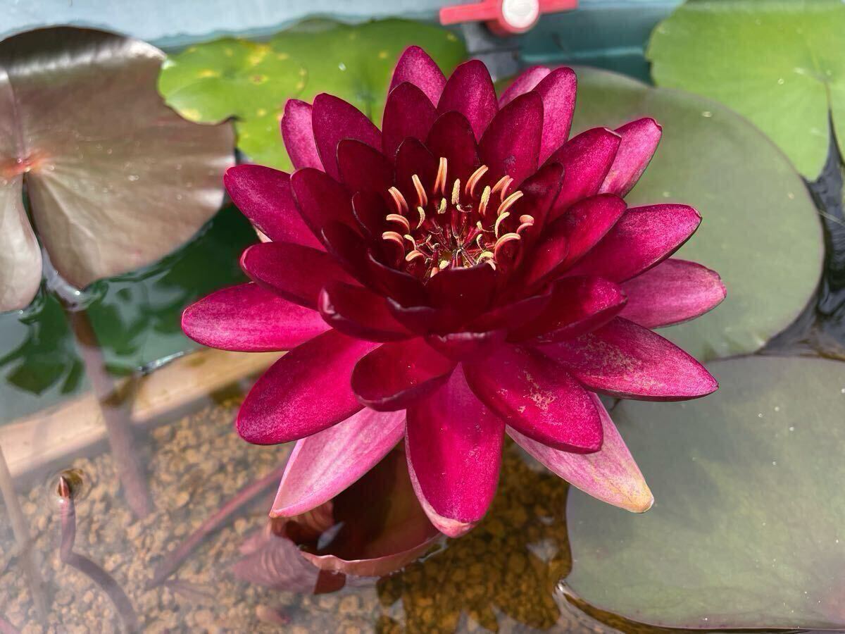 【Kazuのメダカ睡蓮ビオトープ】レッド・プリンセス 1株 耐寒性睡蓮 11拍卖