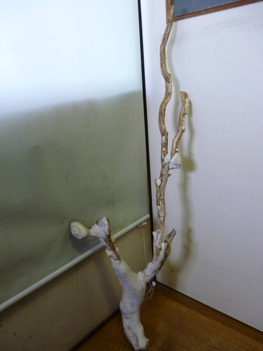 ◆希少 大型 天然海松 レインボーコーラル 原木 全長 約120cm 重さ 約5.2kg 検索 黒珊瑚 オブジェ 置物 根付 ルアーヘッド 加工品材 材料◆拍卖