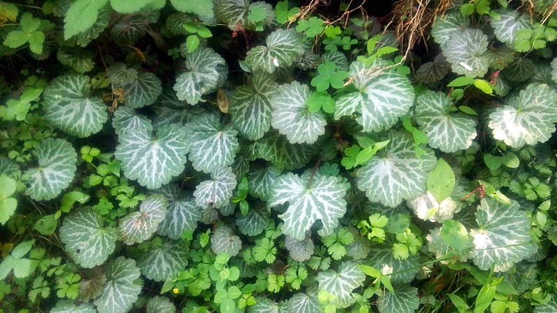 送料無料 天然 雪ノ下 苗 10株 抜き苗 ユキノシタ 山菜 山野草拍卖