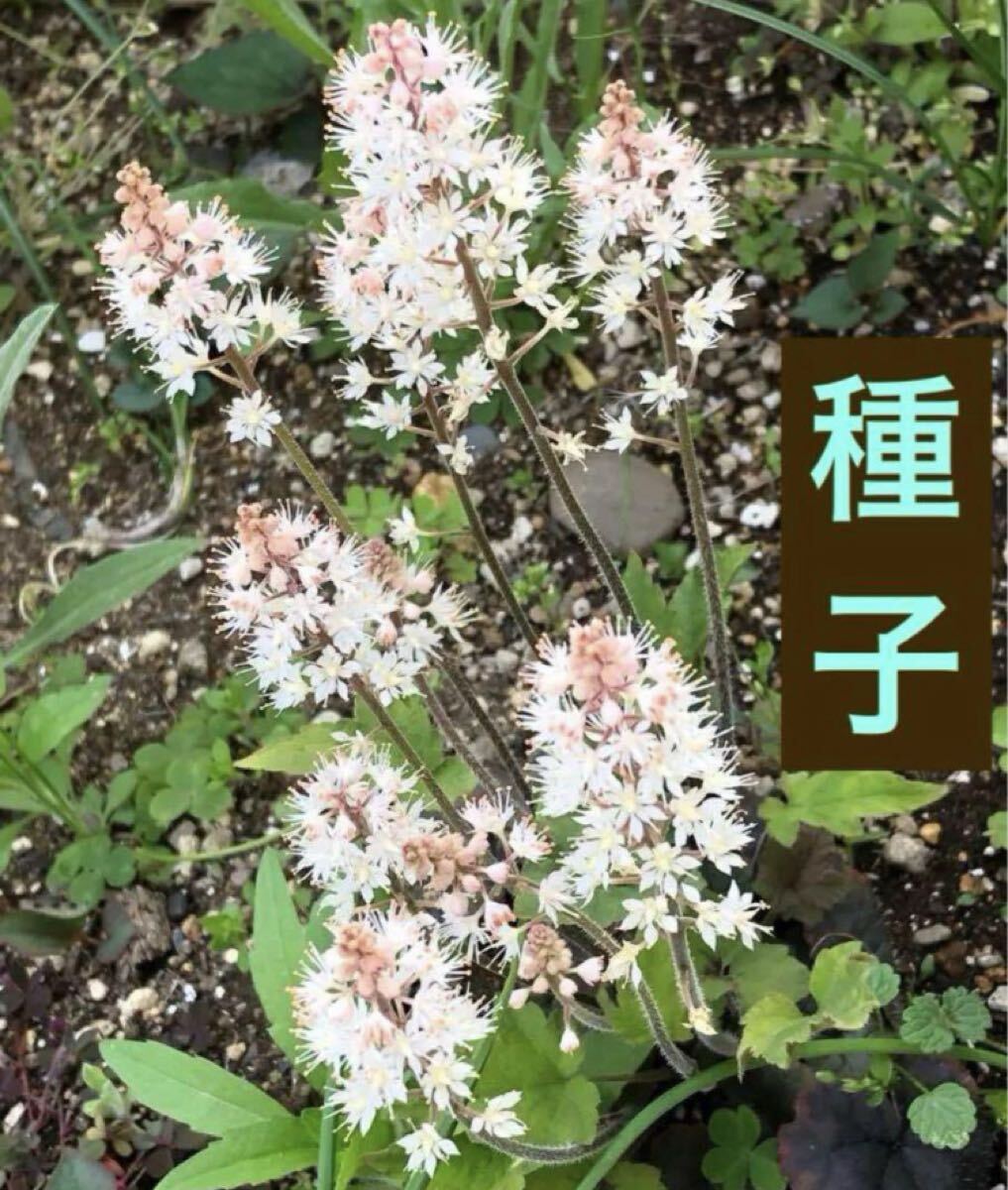 ティアレア シルベラード 種子30粒以上 ティアレラ たね タネ拍卖