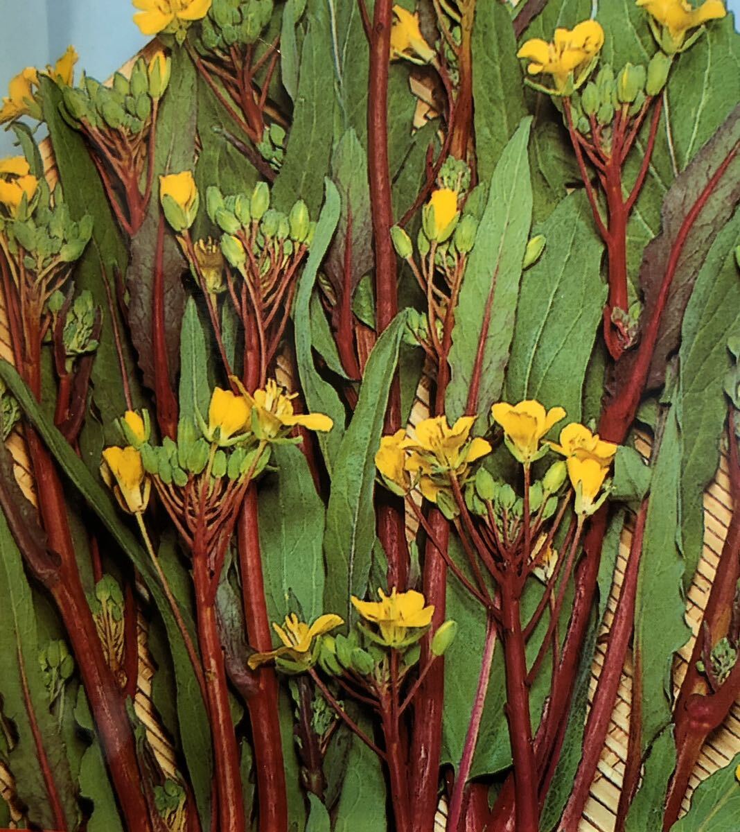 紅菜苔 種子 250粒(1ml)コウサイタイ 中国野菜拍卖