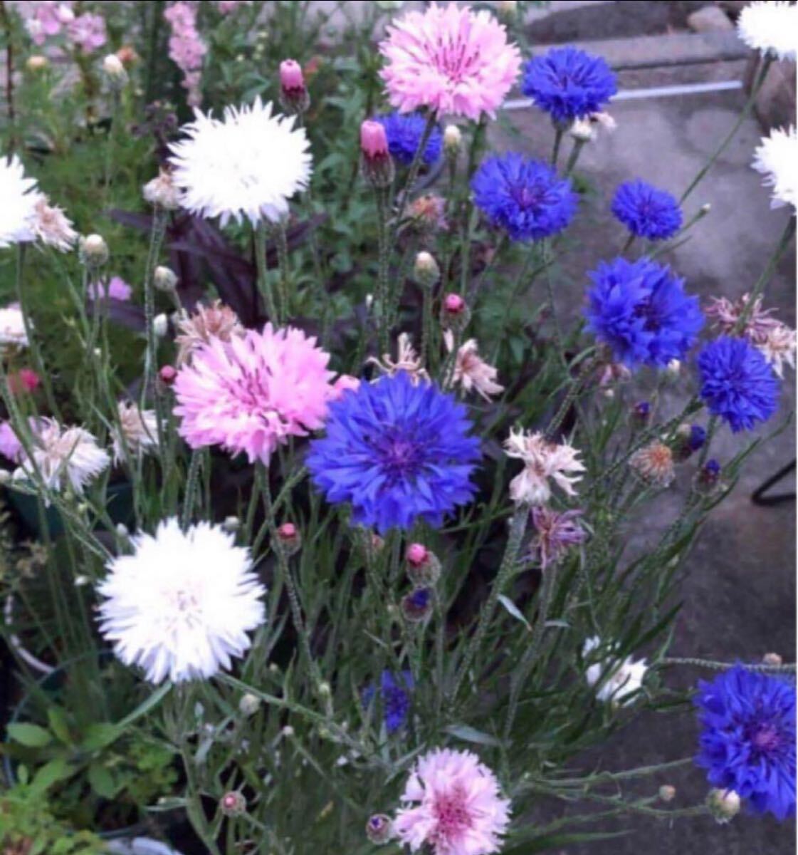 少量出品 矢車菊 10粒 矢車草 ヤグルマソウ拍卖