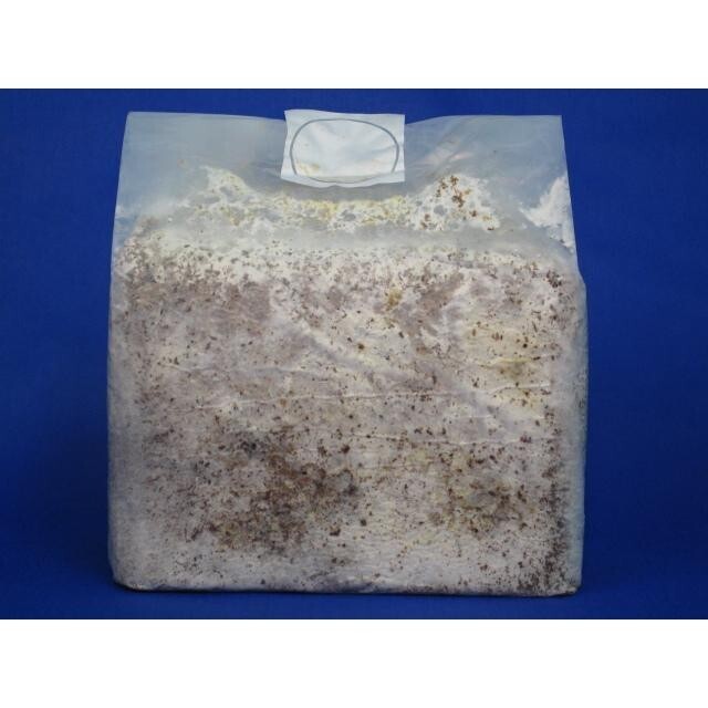 【送料無料】微創研【mother】菌糸ブロック オオヒラタケCタイプ 粗目 3.6L×2個セット ※商品説明をよくお読みの上、ご注文下さい。拍卖