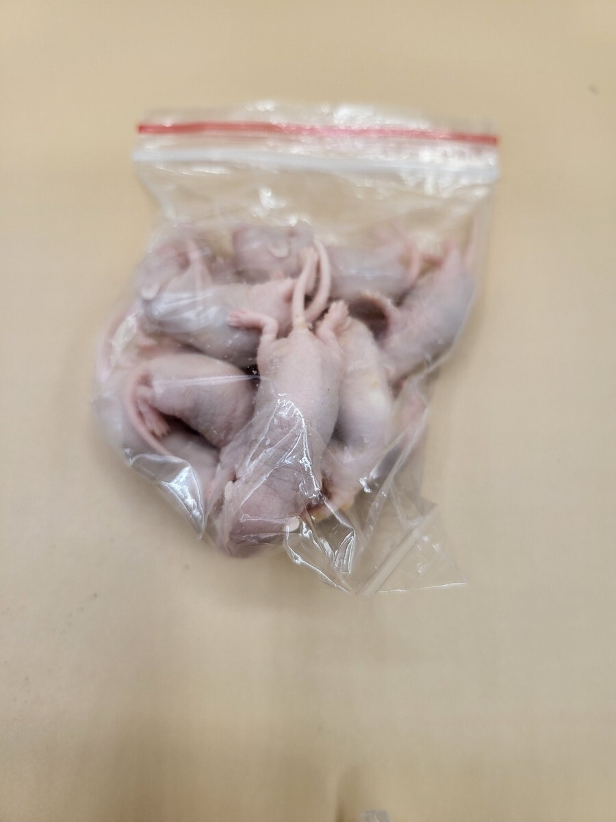 【送料無料・クール配送】冷凍ピンクマウス Lサイズ(約4.5cm) 10匹入り×2個セット拍卖