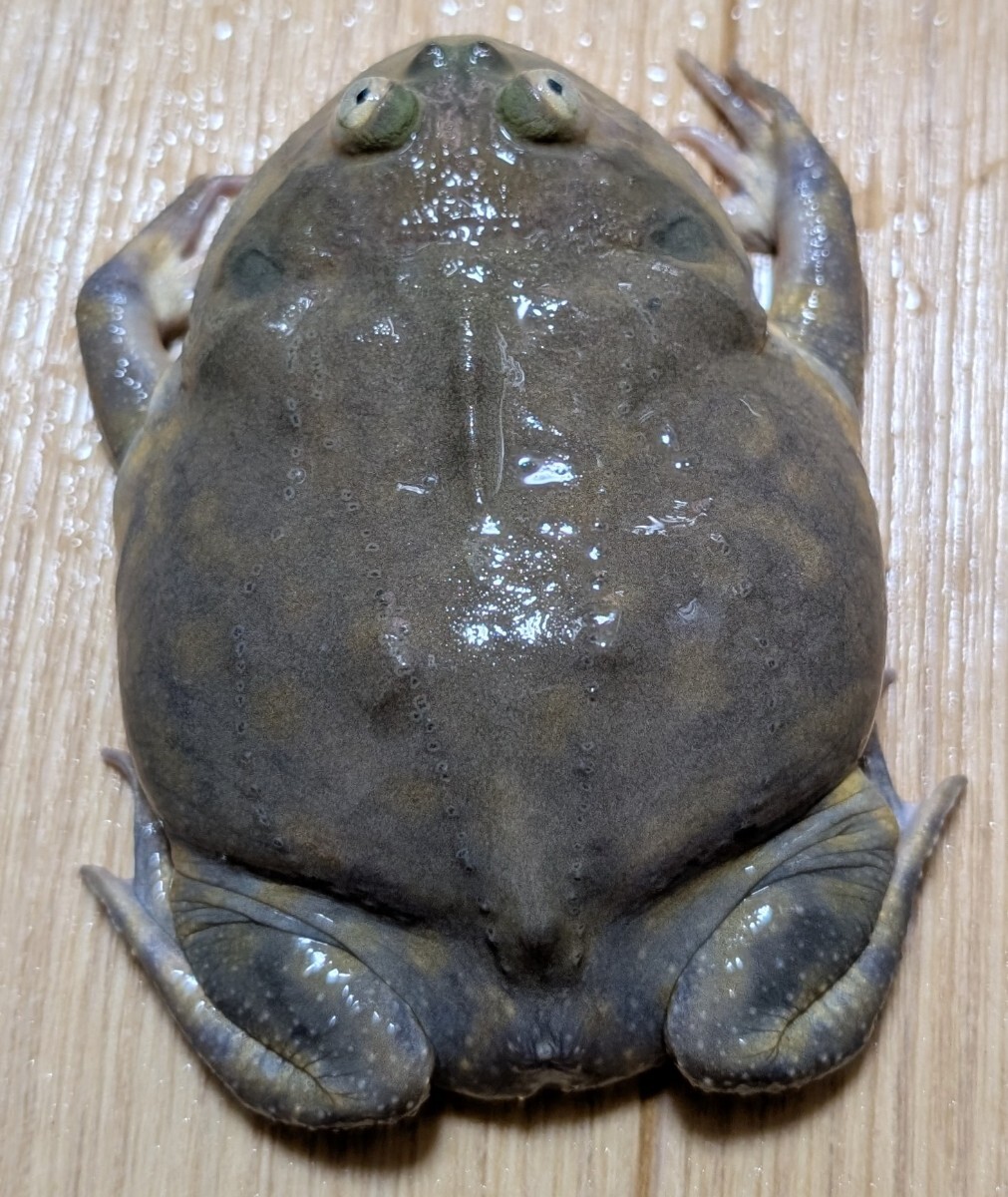 バジェットガエル☆上陸後およそ1年程シッカリと飼い込んだグレーベースのボディにスポットが点在する極上自家繁殖個体±7cm拍卖