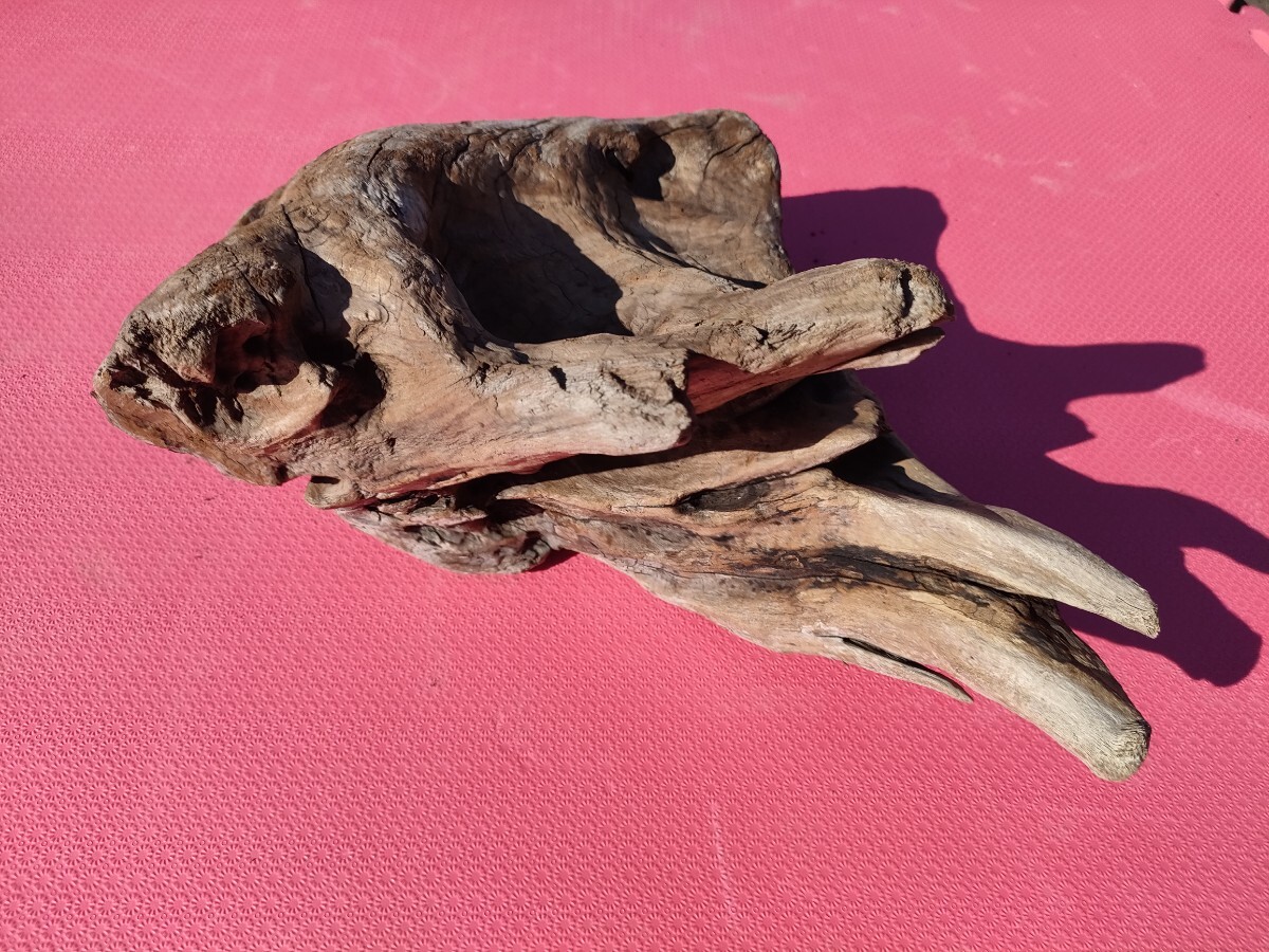 北海道産流木(海で採取)35cm アクアリウム、テラリウム、鑑賞、爬虫類、置物、オブジェ、 玄関飾り 水槽、1点物拍卖