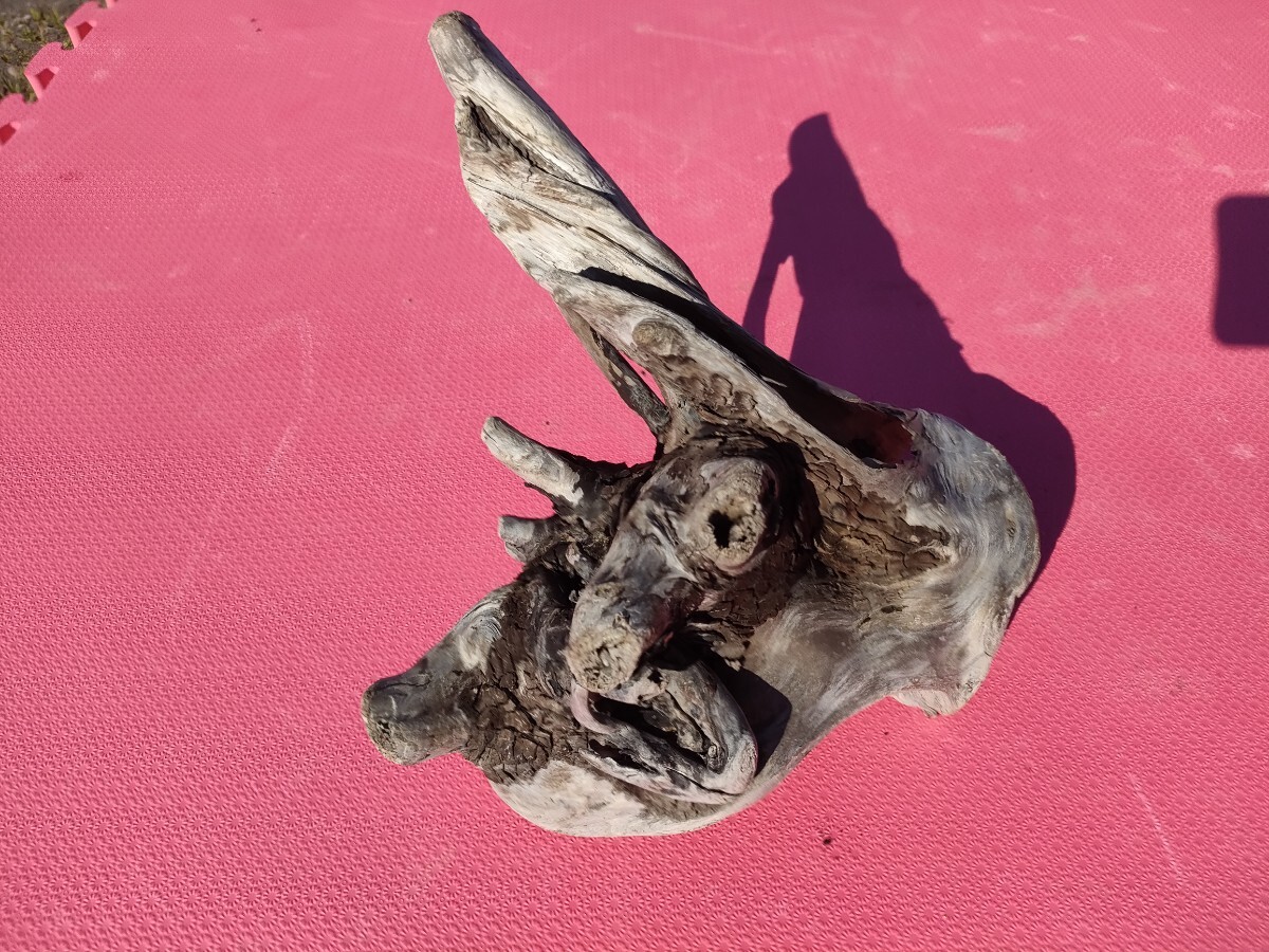 北海道産流木(海で採取)約25cm お面 希少品 穴あき 軽い 水槽 オブジェ 置物 乙事主様拍卖