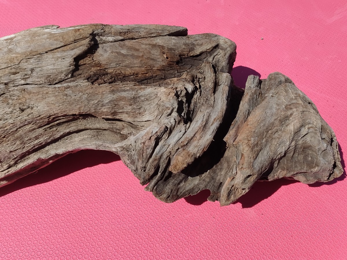 北海道産流木(海で採取)52cm アクアリウム、テラリウム、鑑賞、爬虫類、置物、オブジェ、 玄関飾り 水槽、1点物拍卖