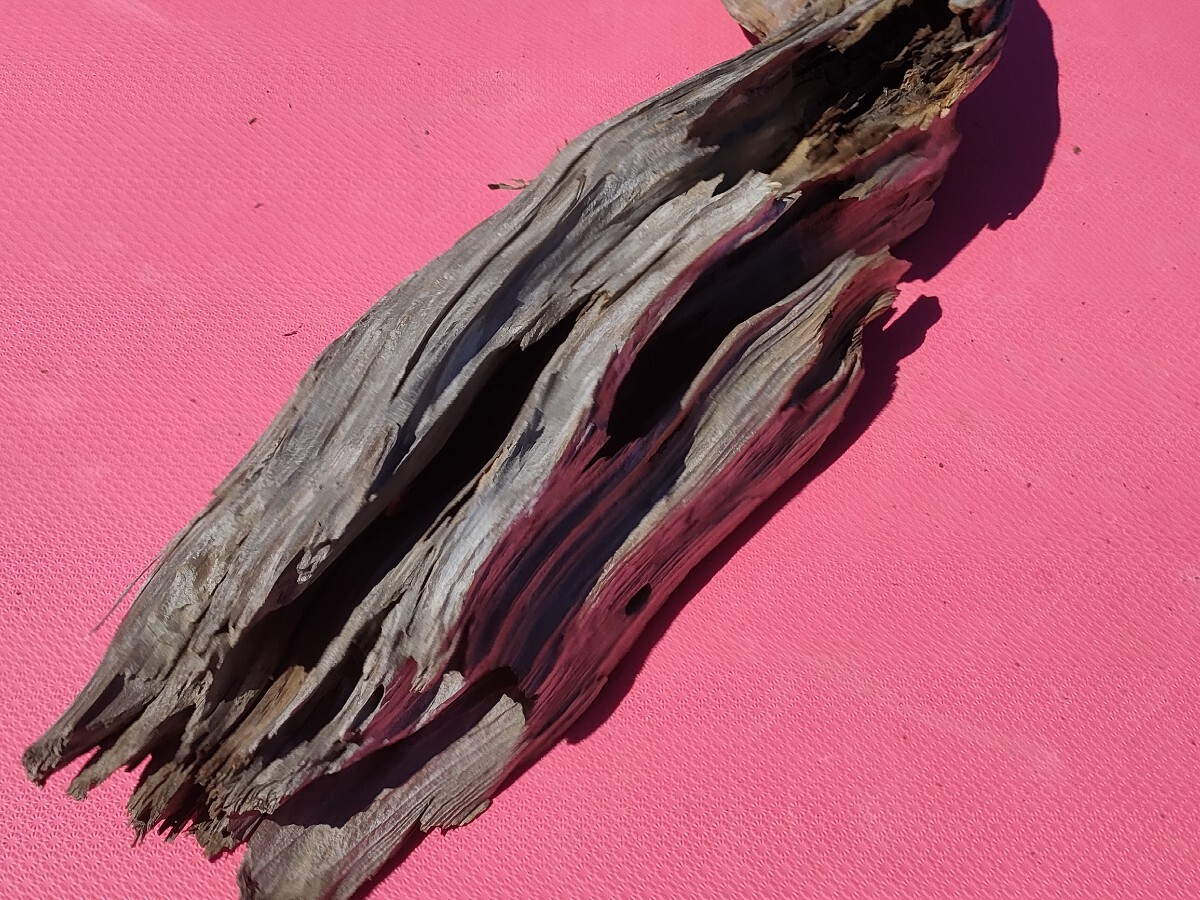 北海道産流木(海で採取)62cm アクアリウム、テラリウム、鑑賞、爬虫類、置物、オブジェ、 玄関飾り 水槽、1点物拍卖