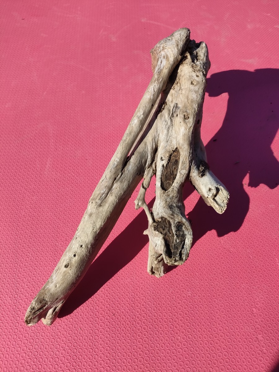 北海道産流木(海で採取)45cm アクアリウム、テラリウム、鑑賞、爬虫類、置物、オブジェ、 玄関飾り 水槽、1点物拍卖