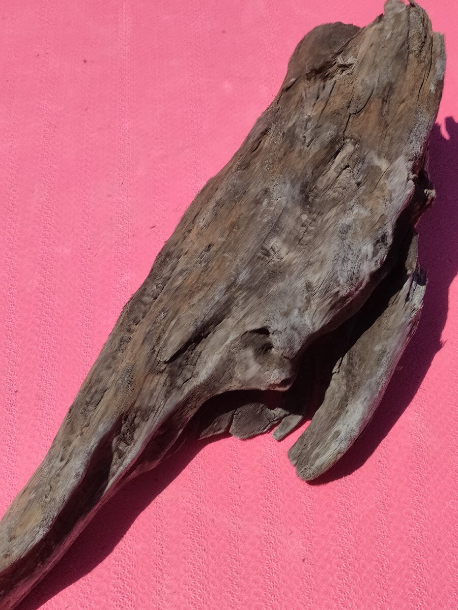 北海道産流木53cm  水槽 アクアリウム インテリア 爬虫類拍卖