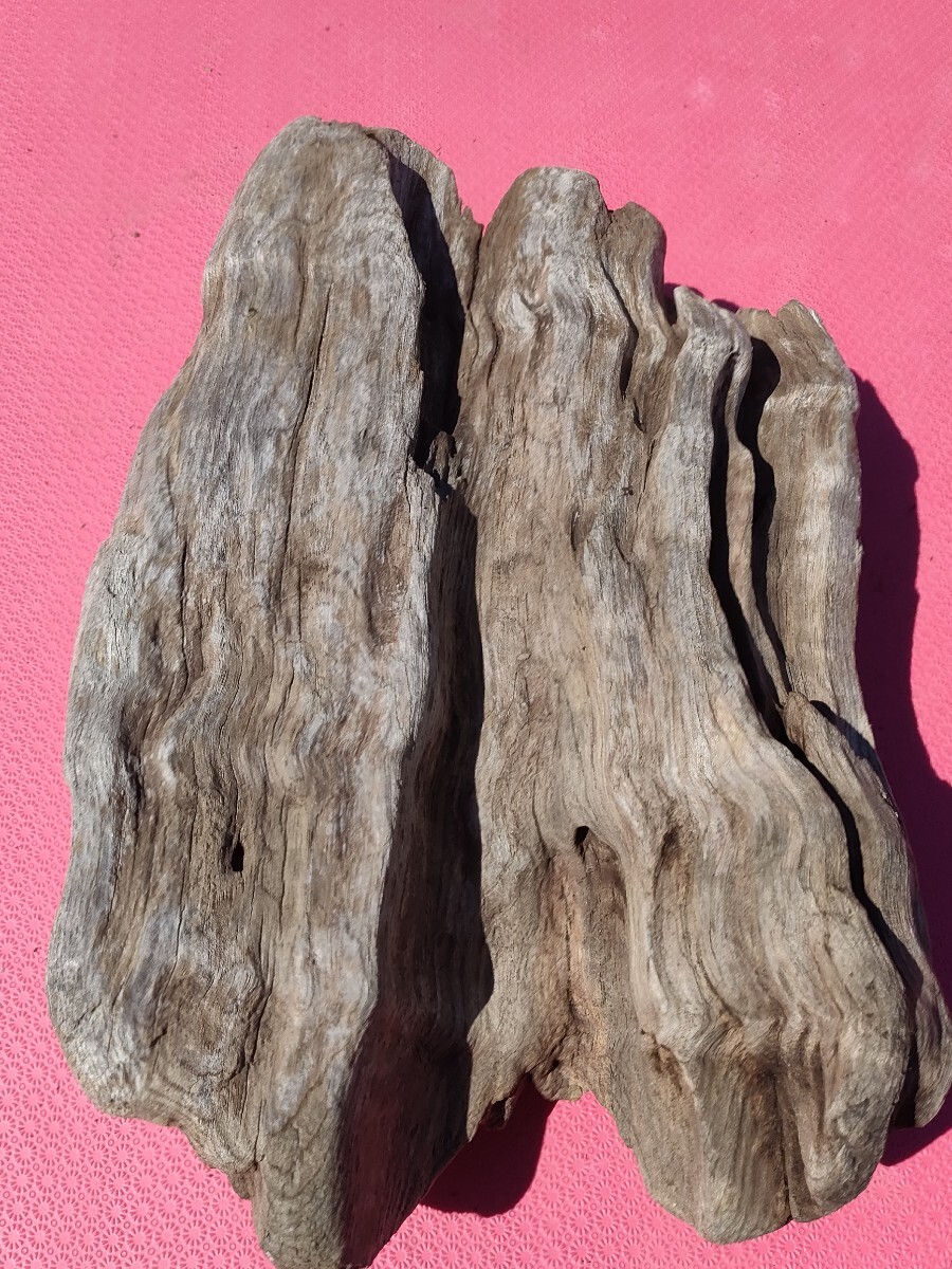 北海道産流木(海で採取)32cm アクアリウム、テラリウム、鑑賞、爬虫類、置物、オブジェ、 玄関飾り 水槽、1点物拍卖