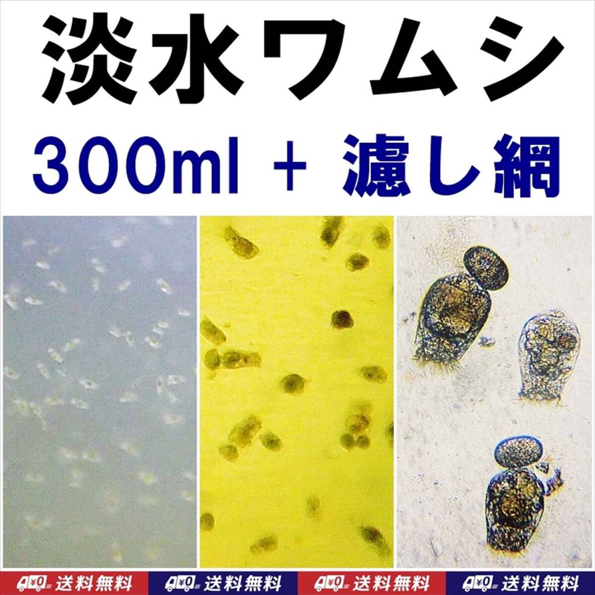 【送料込】淡水ワムシ 種水 300ml + 濾し網 S 1個   ツボワムシ 培養液 メダカ・金魚の針子の活き餌 動物プランクトン 水槽用品拍卖