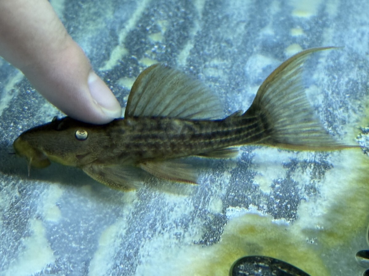 トリムプレコ 約9cm(ストック期間で変化します) ※一部地域は発送不可拍卖