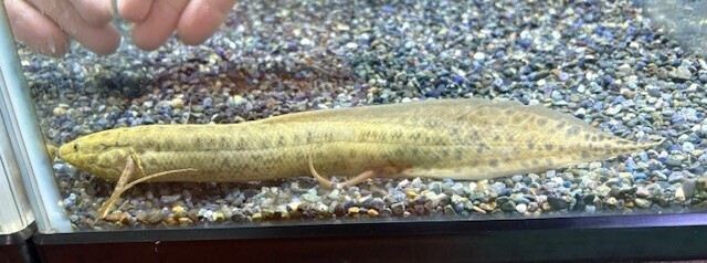プロトプテルス アネクテンス 約22cm(ストック期間で変化します) ※一部地域は発送不可拍卖