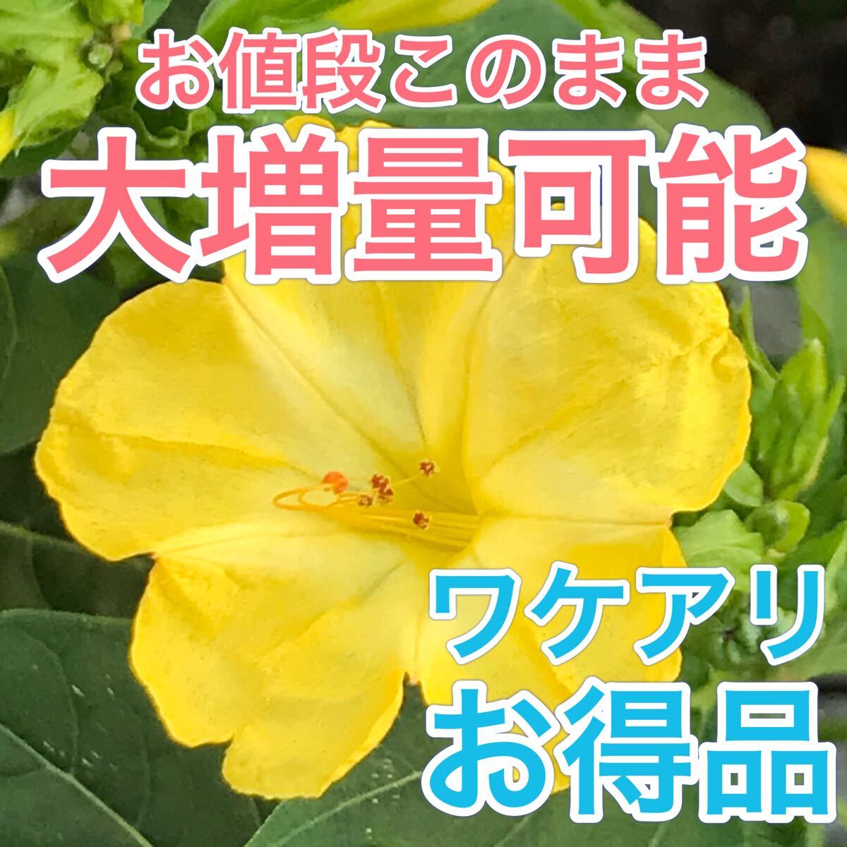 【ワケアリ】オシロイバナの種(黄) 30粒     花の種拍卖