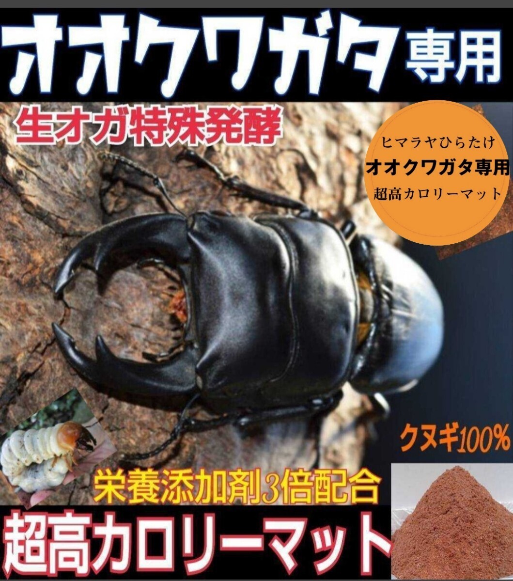 オオクワガタ専用超高カロリーマット クヌギの生オガ特殊発酵 15種類の栄養添加剤配合 初令から羽化までいけます!フタマタにもお薦め拍卖