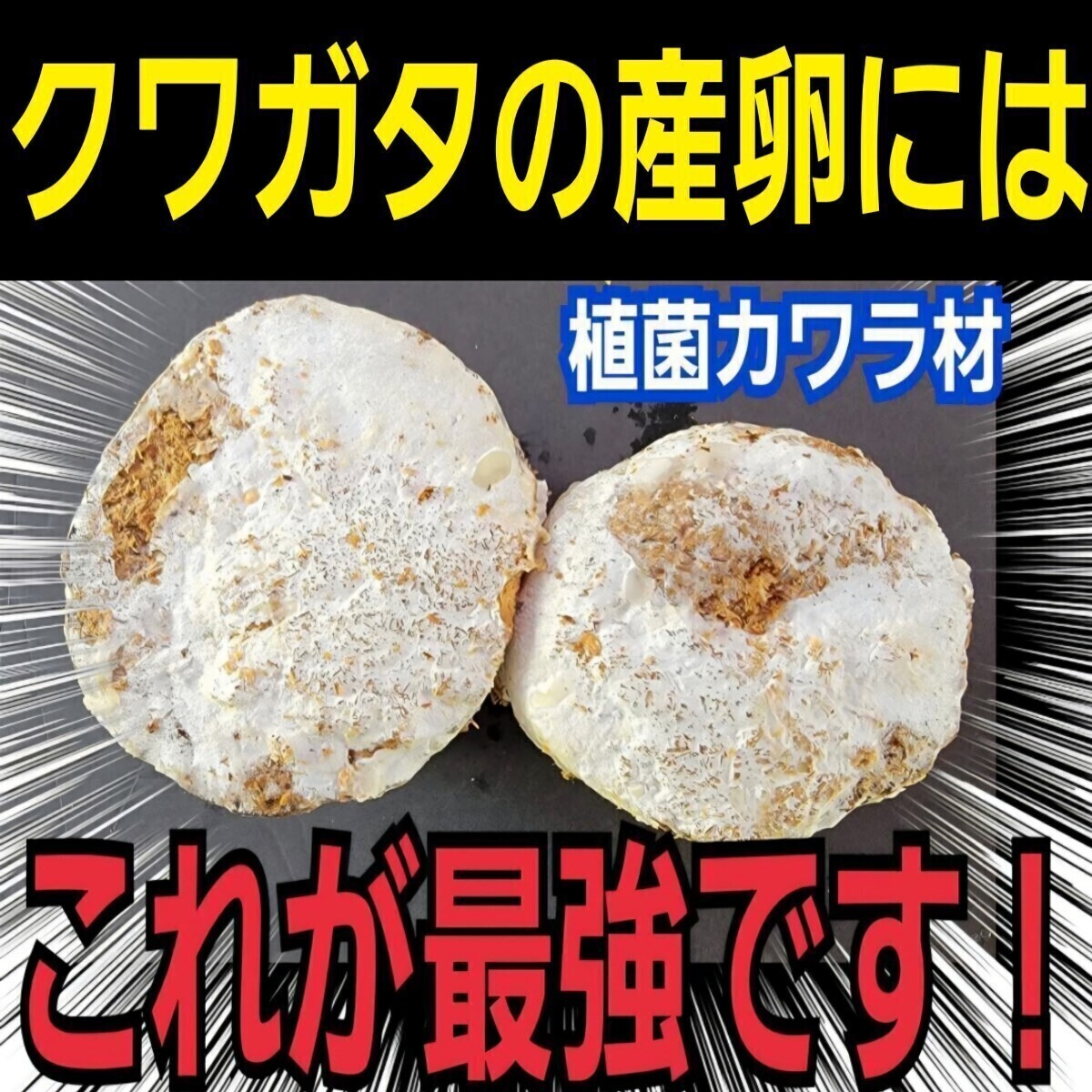 クワガタが爆産します! カワラ材【2本入り】植菌されてるのでカビない! 加水不用ですぐに使える! クワガタ全般にOK 産卵木 産卵材拍卖