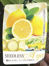 レモン 種無しレモン シードレスあや★ジューシーで香り高い 豊産種拍卖