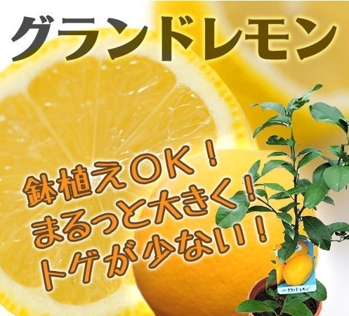 レモン 実付き?★グランドレモン★皮がツルっとして大実の品種で実付きも良い★1本で結実拍卖