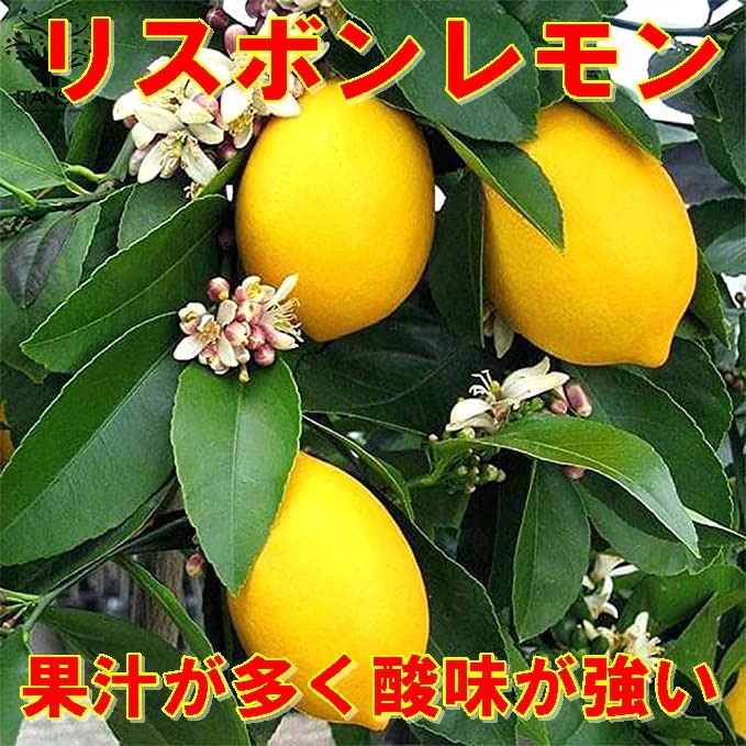 レモン ★リスボンレモン★1本で結実★耐寒性有★拍卖