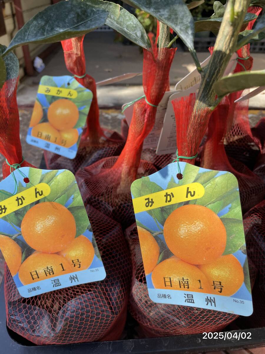 柑橘  極早生温州みかん 日南1号★従来の極早生より糖度が数段高い 120cmをカット拍卖