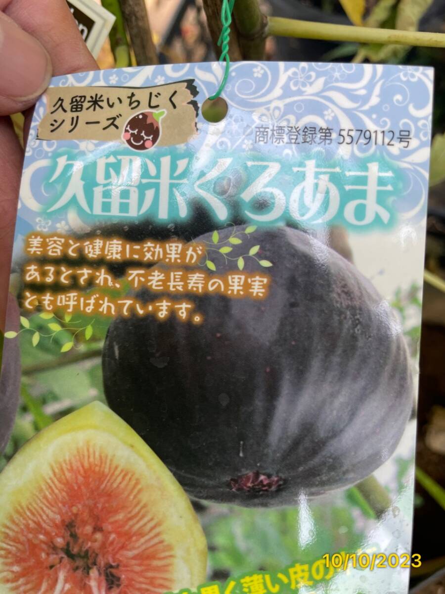 イチジク★久留米くろあま★黒紫色の果皮、果肉は赤。皮ごと食べられる拍卖