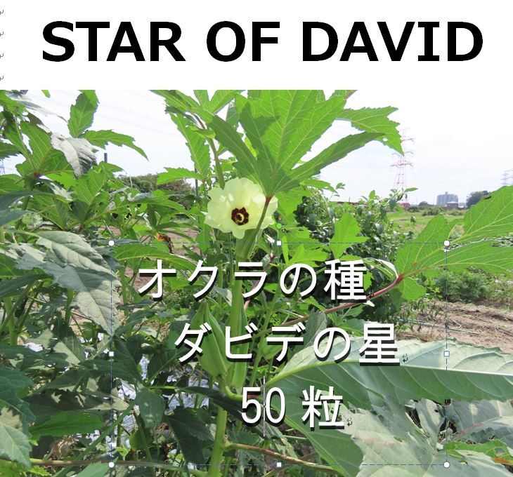 オクラ種 ☆ダビデの星☆ 50粒 【令和7年に自家農園で採種 農薬不使用】拍卖
