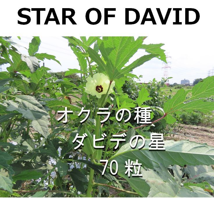 オクラ種 ☆ダビデの星☆ 70粒 【令和7年に採種 農薬不使用】おまけ付き(楊貴妃50粒)拍卖