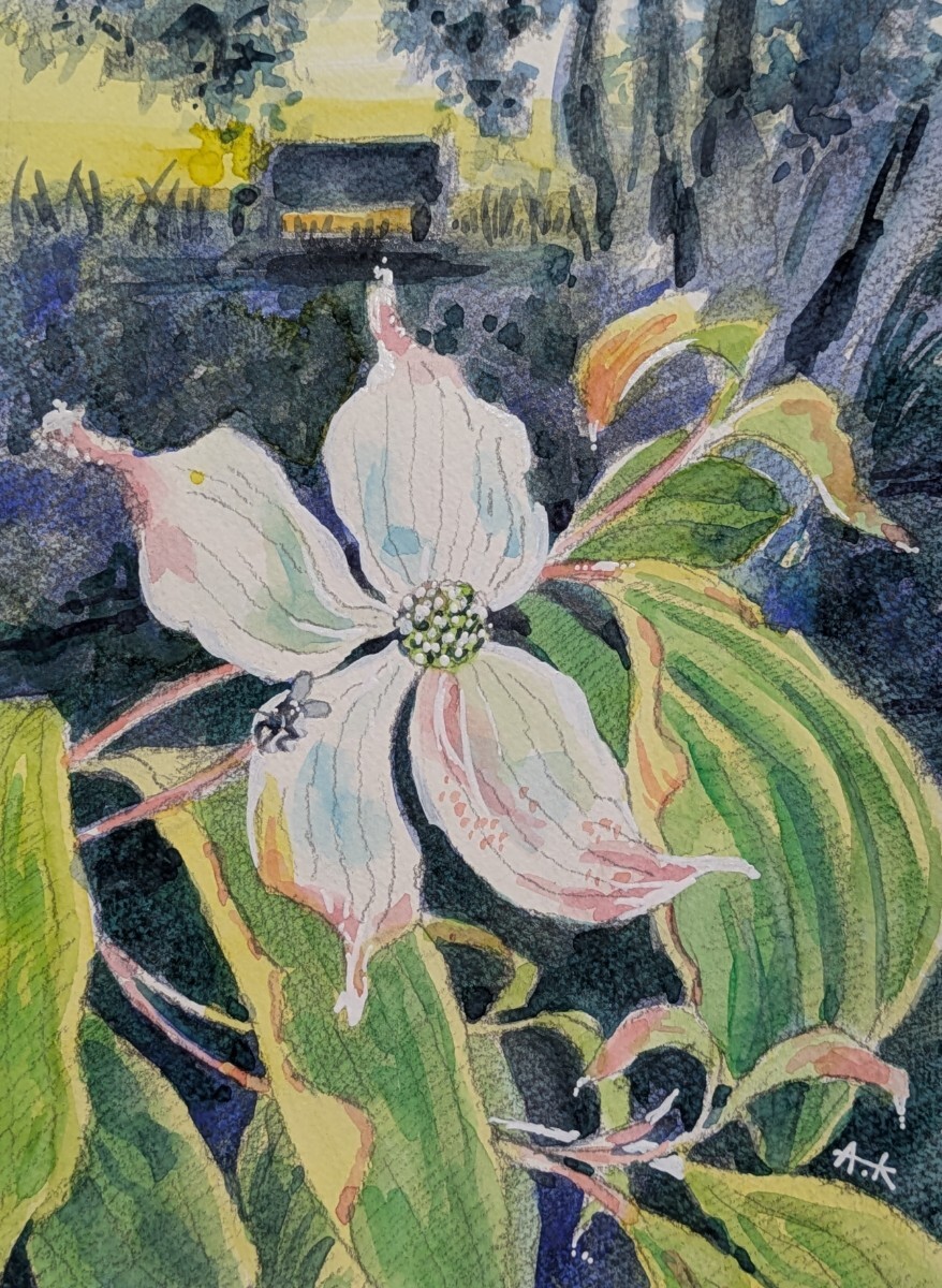 水彩画 水彩 原画 手書き 手描き イラスト 手描きイラスト 風景 風景画 植物 植物画 花 ヤマボウシ ハナミズキ インテリア拍卖