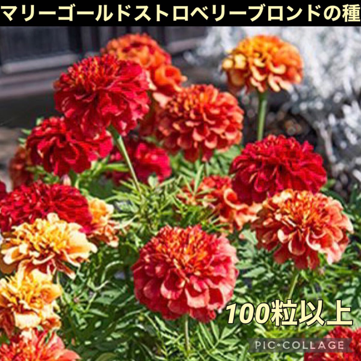 マリーゴールドの種 ストロベリーブロンド拍卖