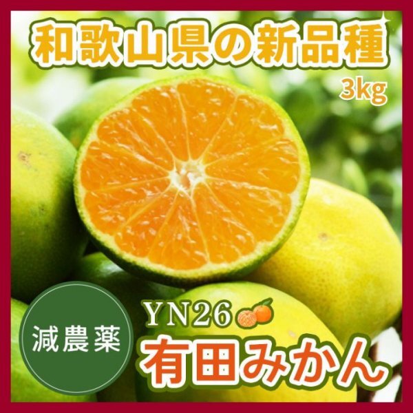 有田みかん YN26 極早生 ゆら早生 3㎏ 蜜柑 減農薬 産地直送 高糖度 朝採れ直送 和歌山産 農家直送 採れたてを即発送 旬の味覚 希少7拍卖