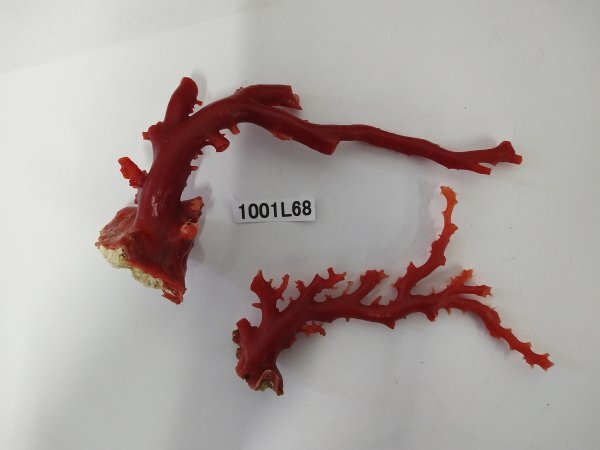 1001L68 本珊瑚 サンゴ 枝 二点セット 約35.6g拍卖