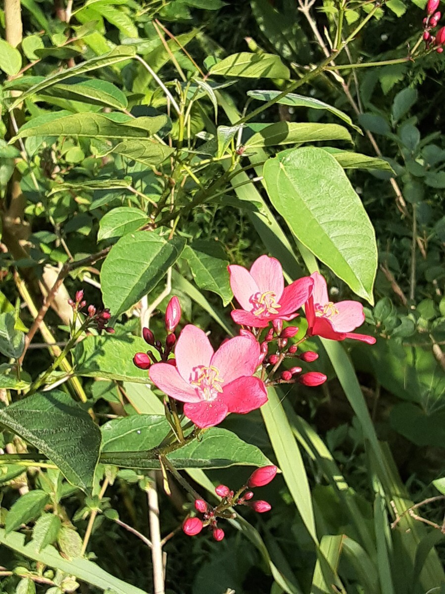 テイキンザクラ 超特大苗 開花株 ヤトロファ 熱帯花木 南洋桜 提琴桜拍卖