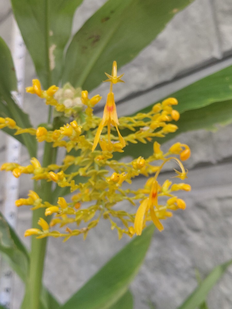 グロッバ ションバーキー 超特大苗 大量 Globba ジンジャー拍卖