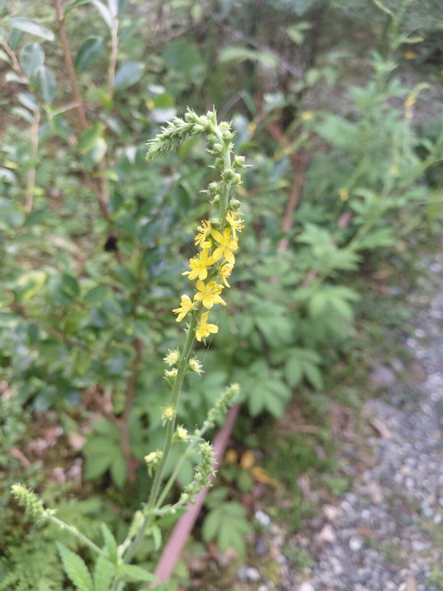 キンミズヒキ 抜き苗 金水引 バラ科 茶花 山野草拍卖