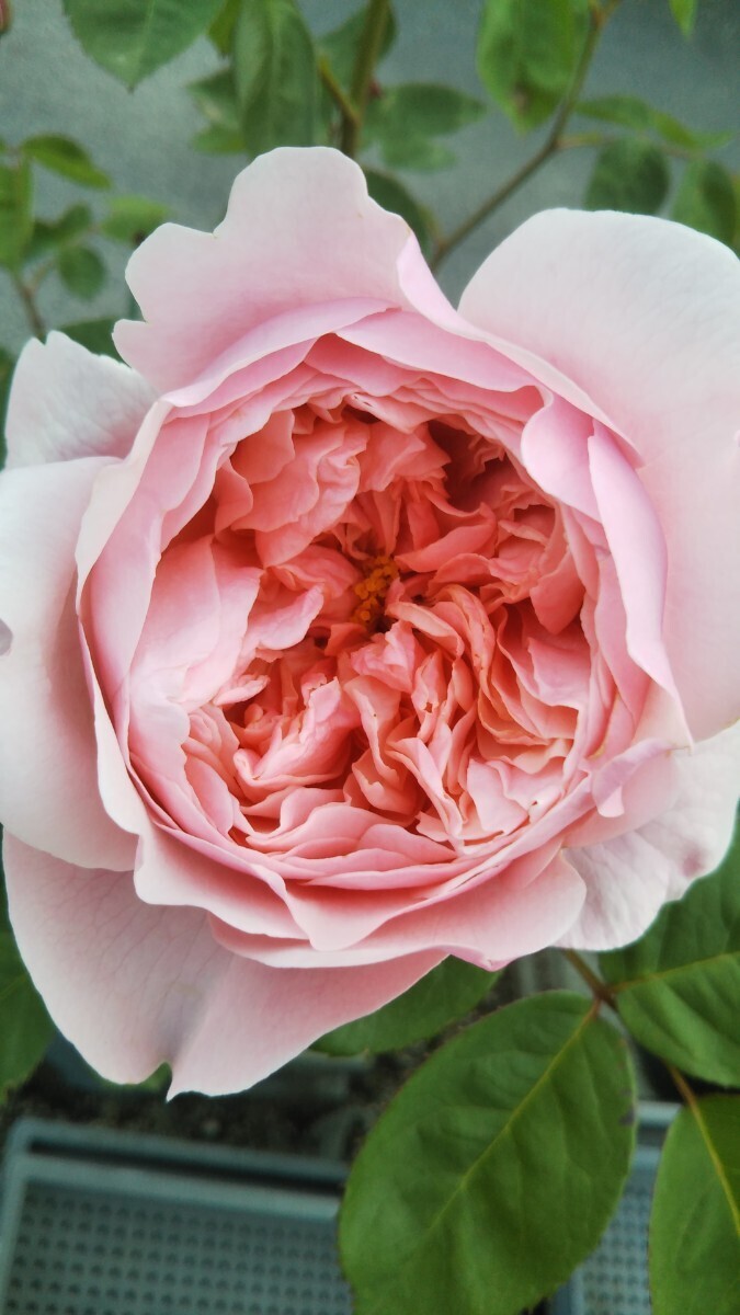 バラ苗 Z③拍卖