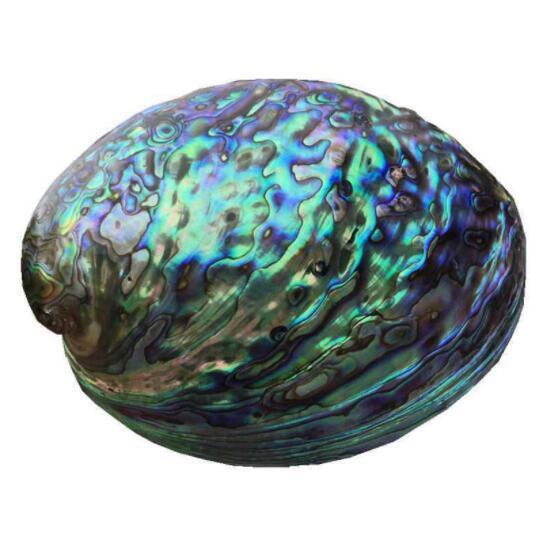 人気品ナチュラルポリッシュアワビシェル 貝殻 貝 装飾品 工芸品 アンティーク エメラルド グリーン お土産 ギフト シェル 海 綺麗 拍卖