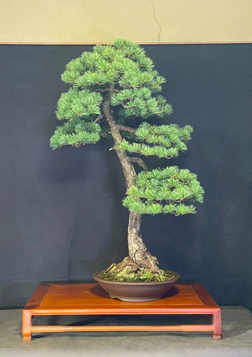 五葉松 大品 文人 山樹 樹齢80年 盆栽拍卖