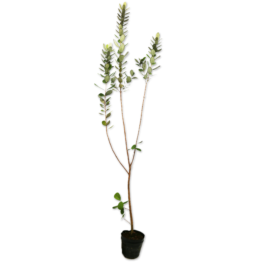 フェイジョア 1.2m 15cmポット 4本×2 苗拍卖