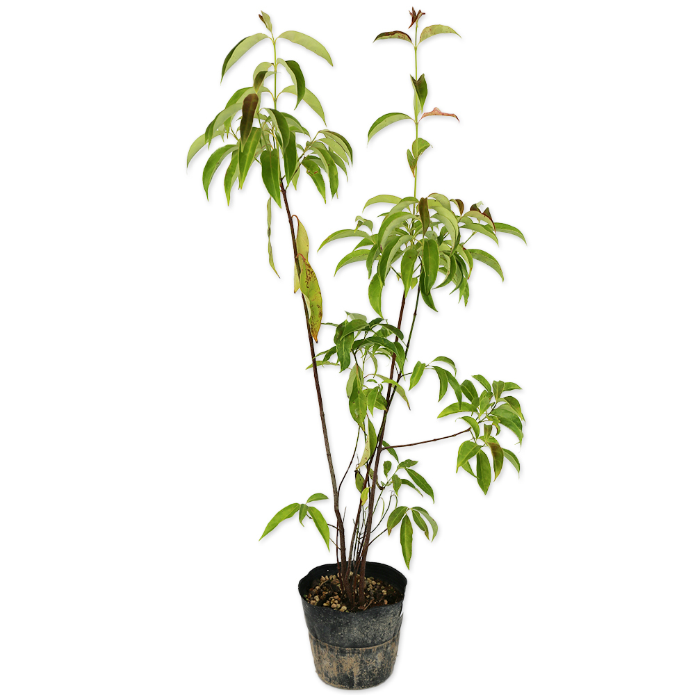 常緑ヤマボウシ 株立ち 0.6m 15cmポット 5本 苗拍卖