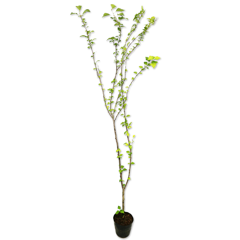 ムクゲ (品種指定不可) 1.4m 15cmポット 10本 苗拍卖