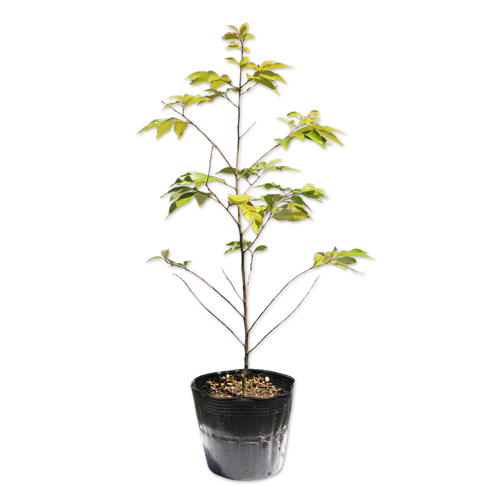 ツブラジイ(コジイ) 0.6m 15cmポット 10本 苗拍卖