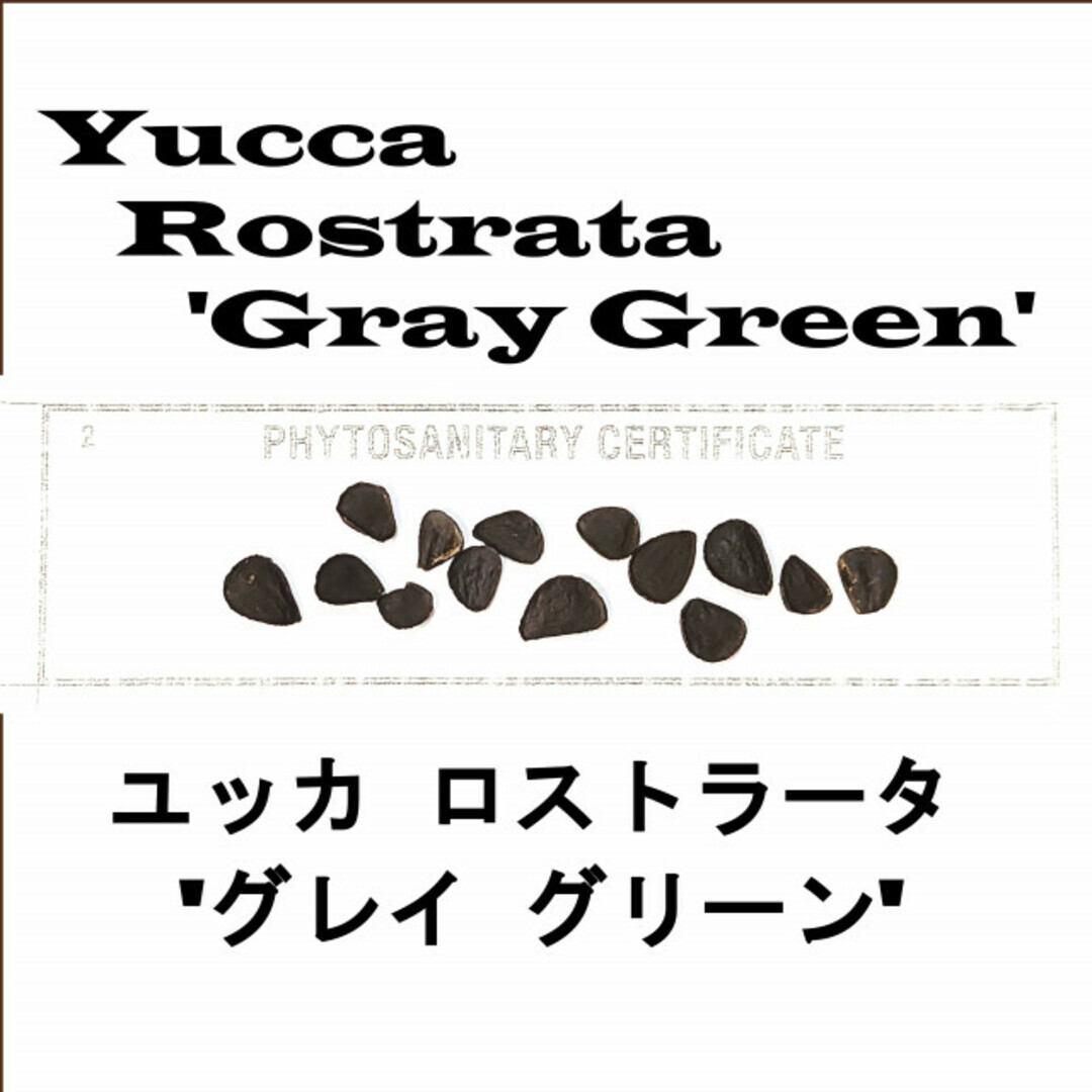 6月入荷 500粒+ ユッカ ロストラータ グレイグリーン 種 種子 証明書拍卖