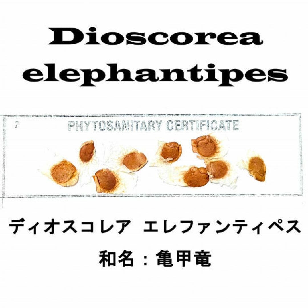 2月入荷 10粒+ 亀甲竜 ディオスコレア エレファンティペス 種子 種 証明書拍卖